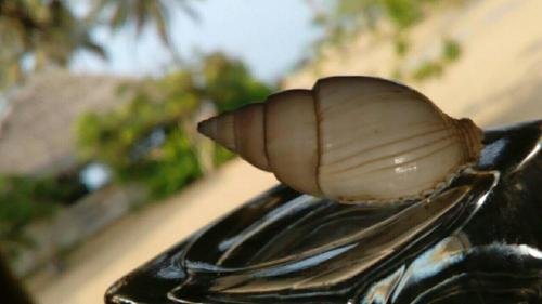 kalpitiya