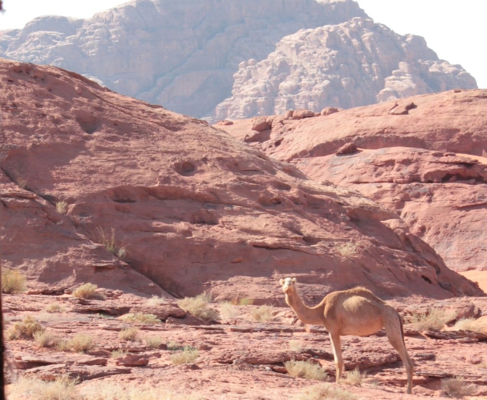 bedouin nomads adventures