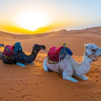 desert heart luxury camp