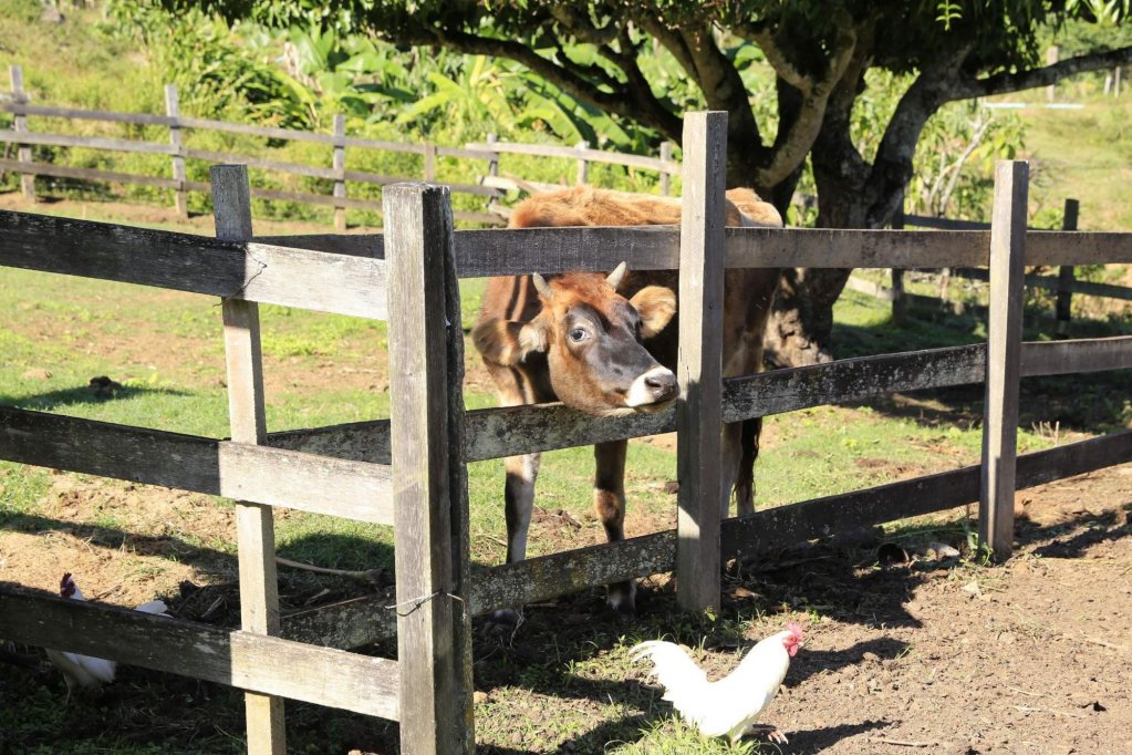 hotel fazenda auberge suisse
