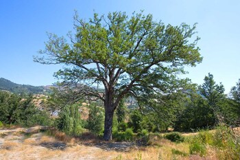 terranova di pollino