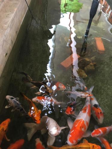 kanchanaburi