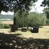 cetona