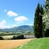 cetona