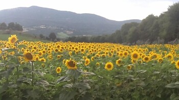 cetona