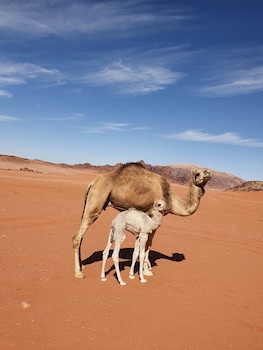 wadi rum wanderlust camp