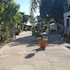 favignana