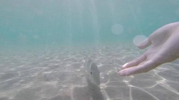 beach condos pico de loro hamilo coast