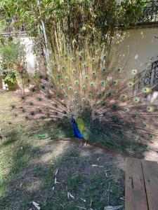 Hotel Villa Florencia,Tequisquiapan>>Queretaro,4 star