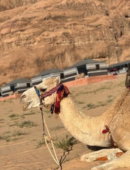wadi rum natural life