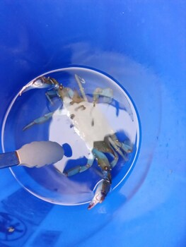 seawatch inn at the landing