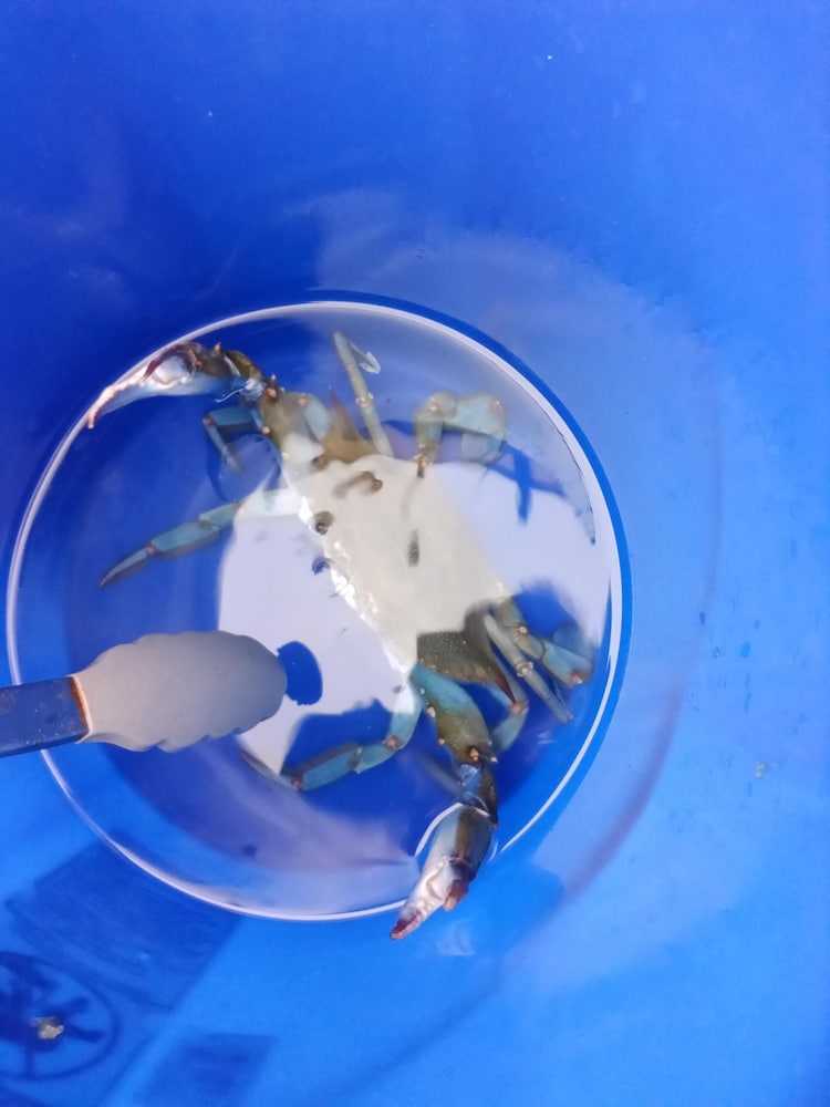 seawatch inn at the landing