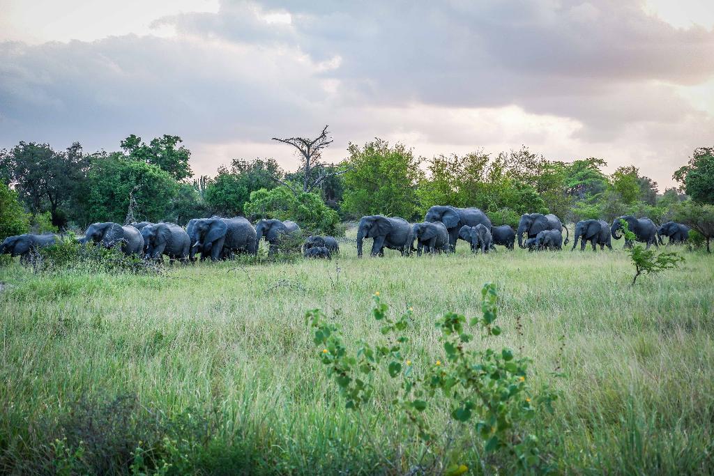 saadani safari lodge