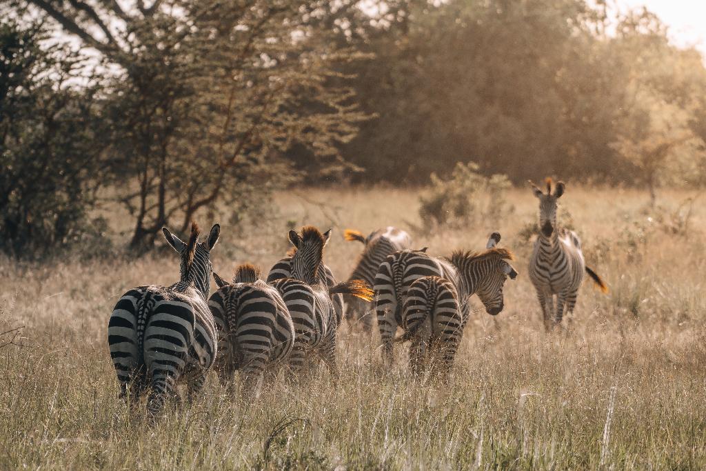 saadani safari lodge