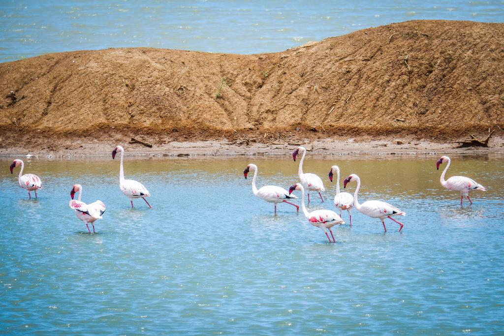 saadani safari lodge