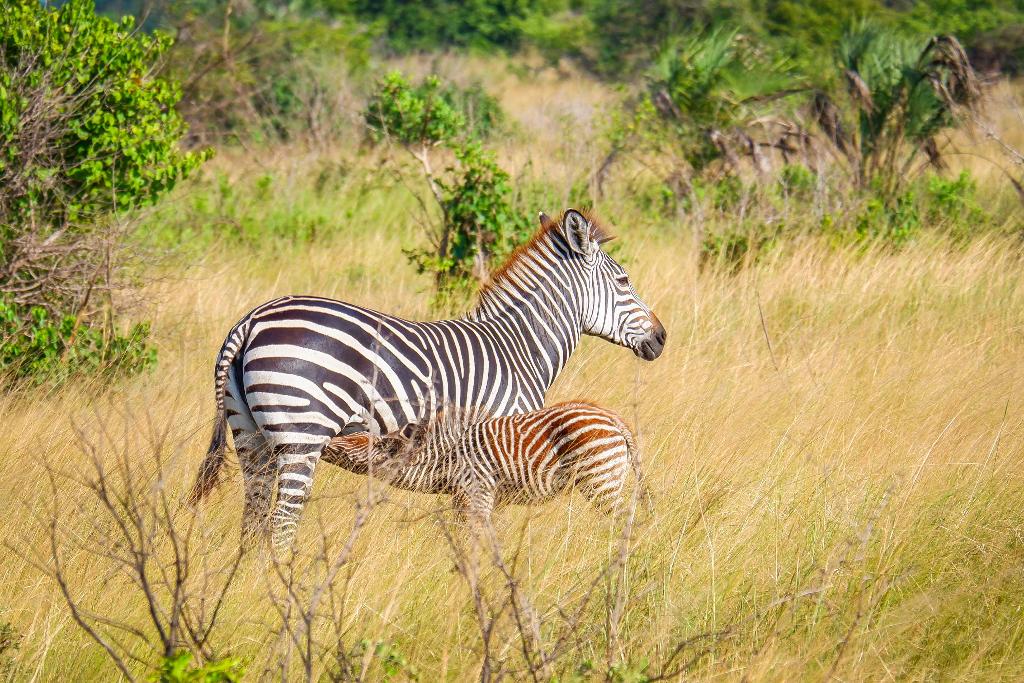 saadani safari lodge