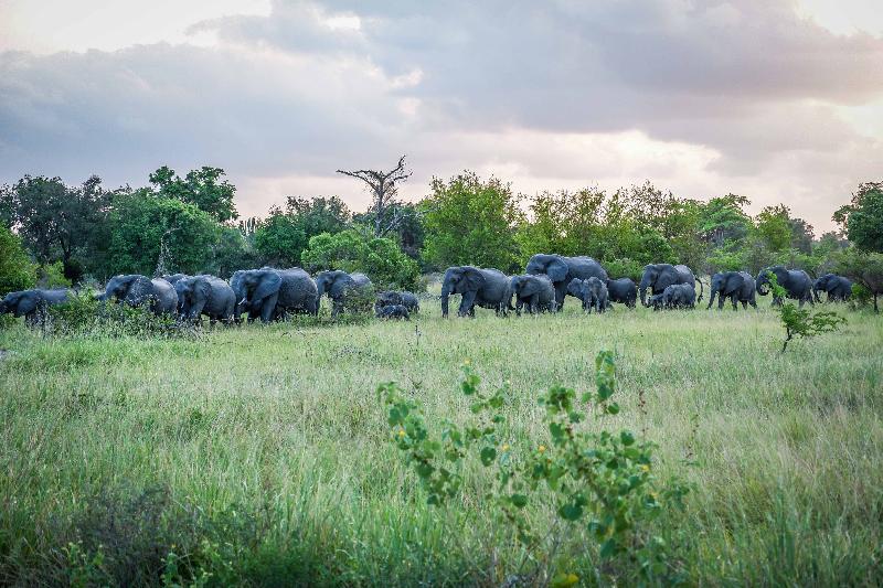 saadani safari lodge