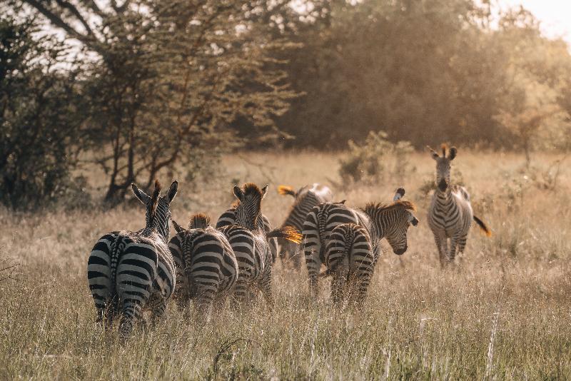 saadani safari lodge