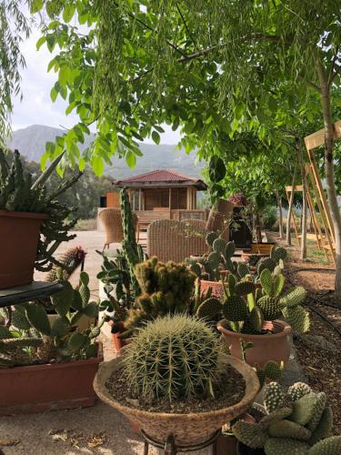 yucca house gokova