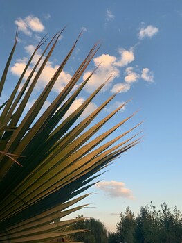 yucca house gokova