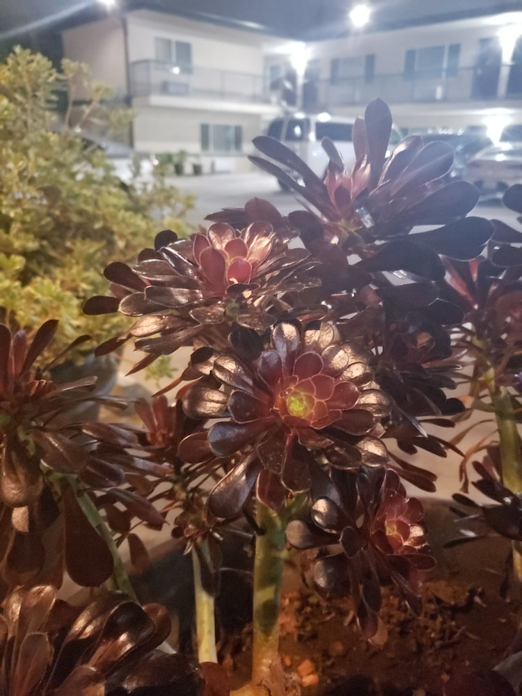 portofino inn burbank