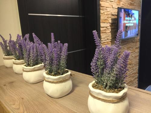 vulkan wellness panzio