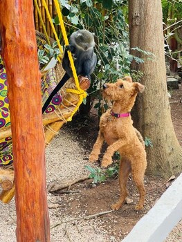 Babalao Bungalows,Zanzibar>>Nungwi,3 star