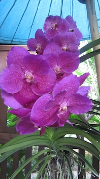 the oriental siam resort