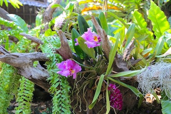 the oriental siam resort