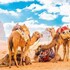 desert stars camp