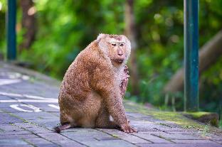 Blu Monkey Bed & Breakfast Phuket,Phuket>>Kathu,3 star