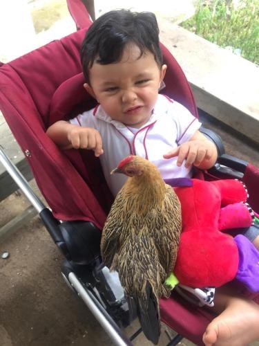 hotel campestre la fuente