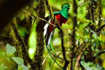 monteverde costa rica