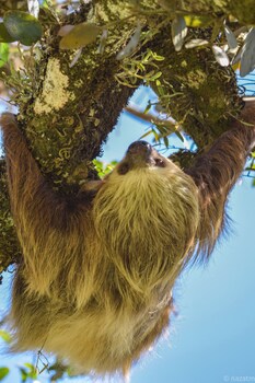 monteverde costa rica