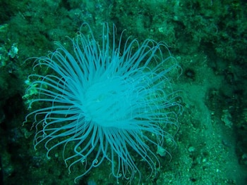 campobello di mazara