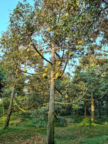 rooster mekong garden and villas