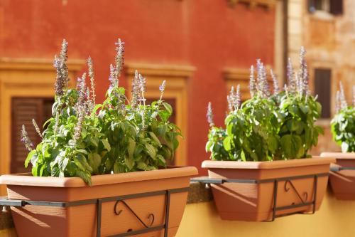 ripagrande a trastevere