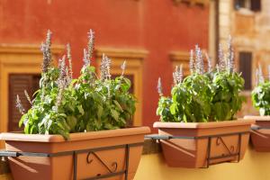 ripagrande a trastevere