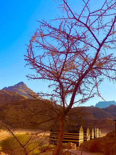 wadi rum memories camp