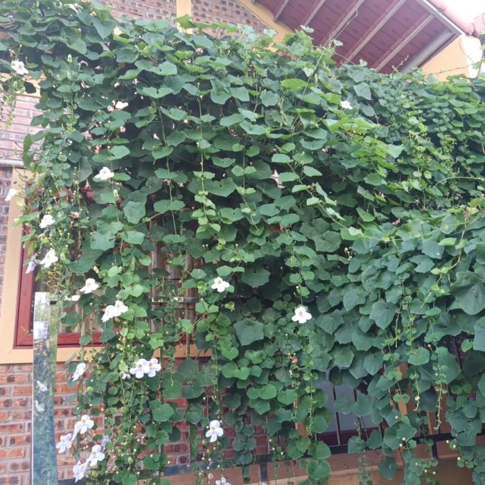 green space homestay