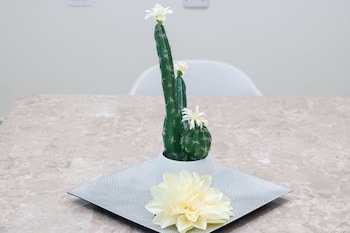 rh boutique hotel aruba