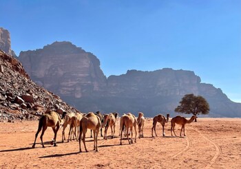 wadi rum tribe
