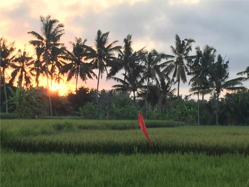 suly vegetarian resort