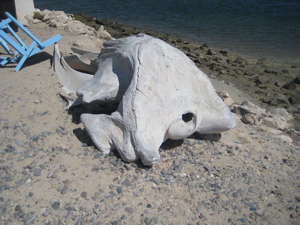 guerrero negro