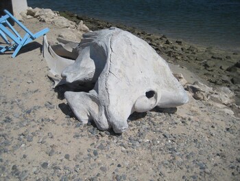 guerrero negro