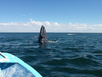 guerrero negro
