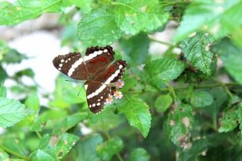 aparatamentos arenal ranas y ranitas