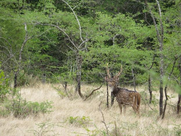 explorer by eco team wasgamuwa national park