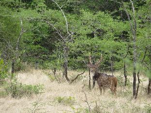 explorer by eco team wasgamuwa national park