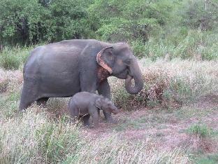 explorer by eco team wasgamuwa national park
